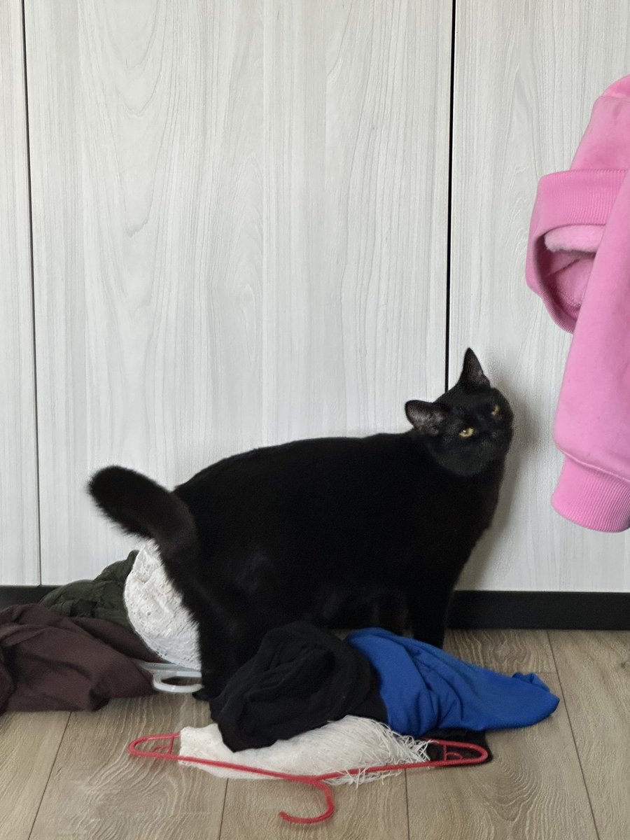 Тамара Мітельмідзе tweet media