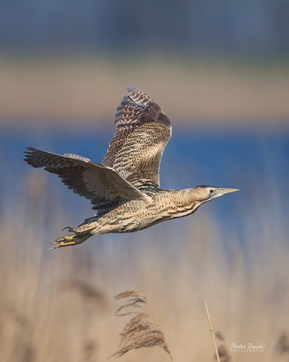 Pieter Bosch tweet media