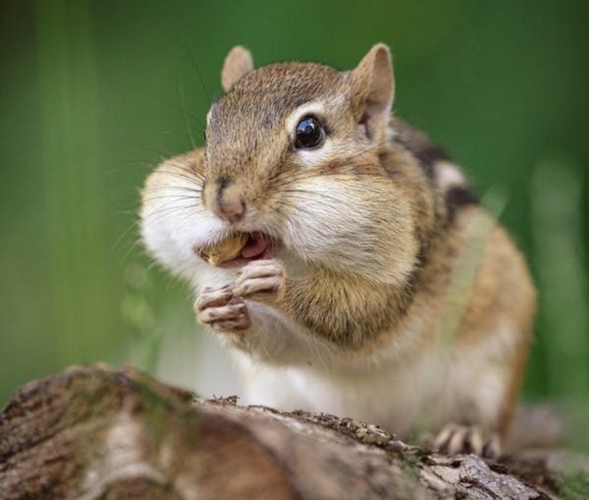 빵솔기❤️‍🔥🎸🐿️ tweet media