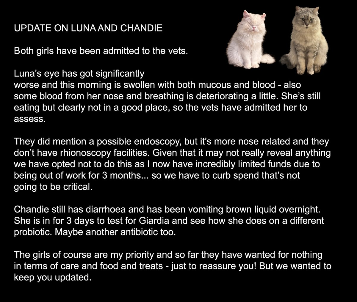 Moet the Blind Cat tweet media