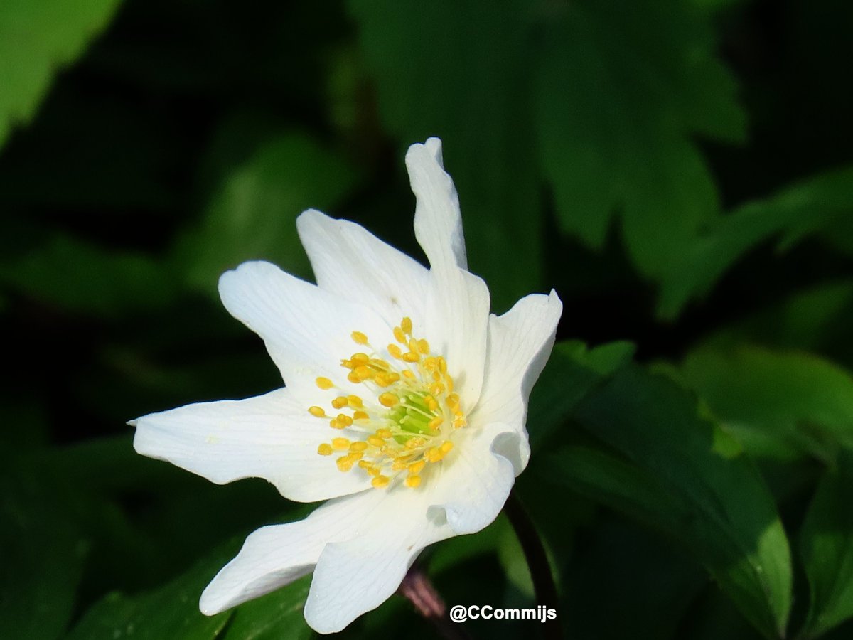 Commijs Commijs🇺🇦 tweet media