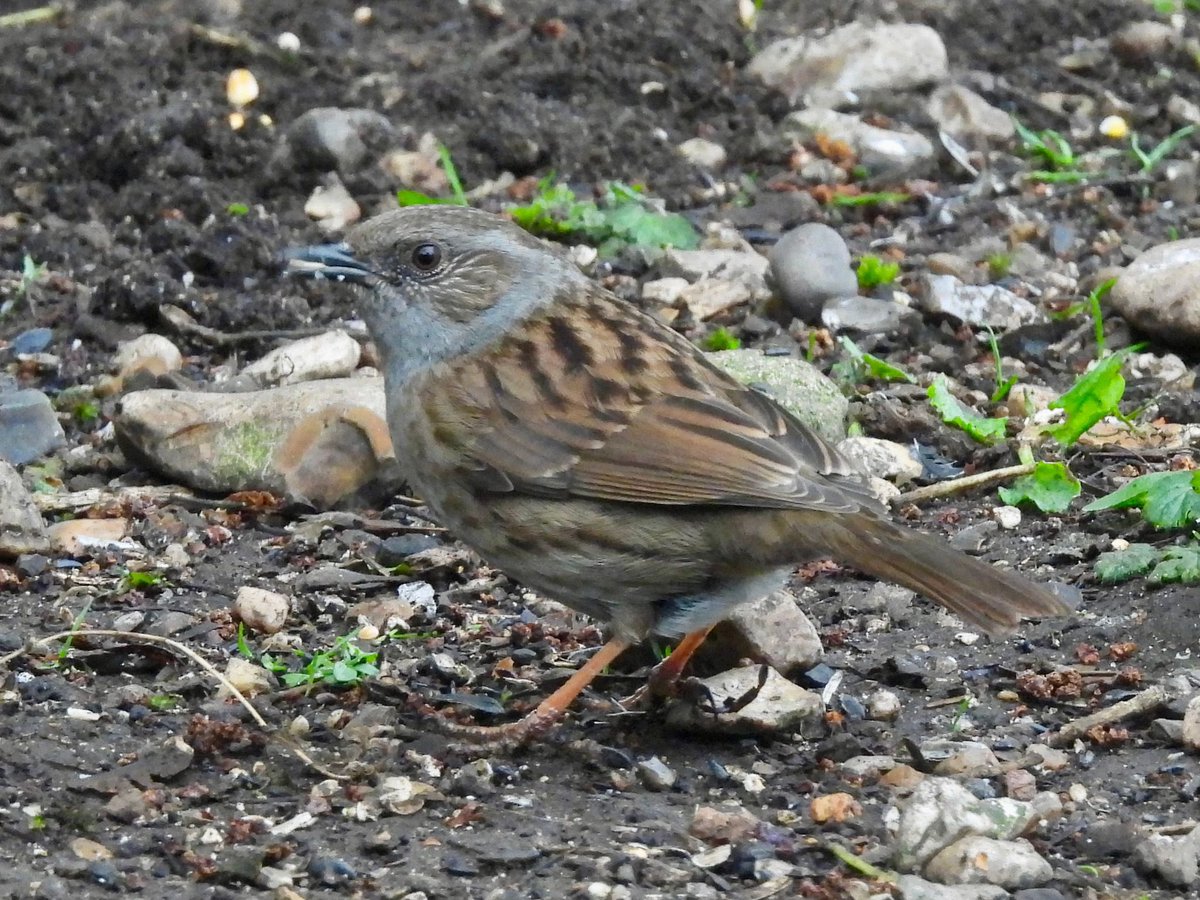 Early morning misty trip to maple lodge yesterday