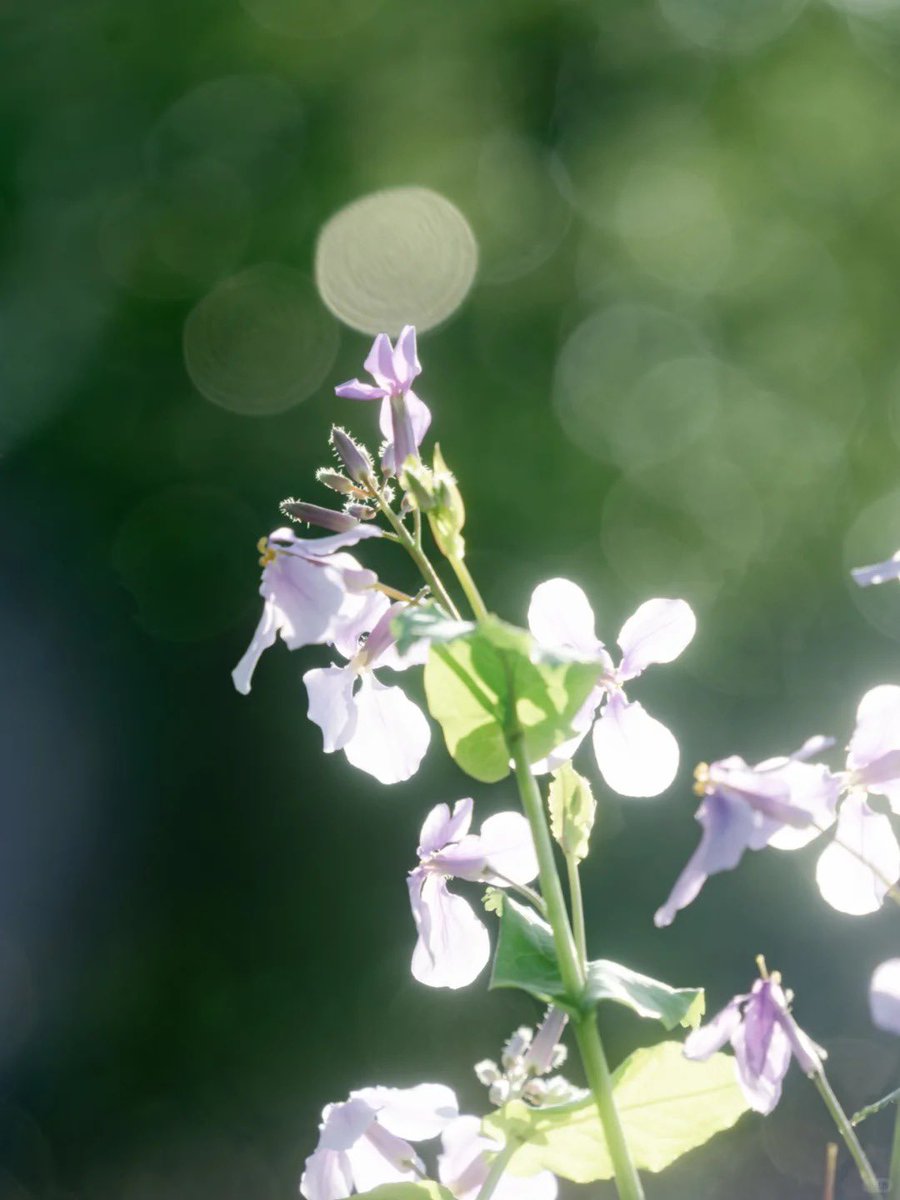 yy9641203836147's tweet image. Walking into spring, painting the world lime green.
#SpringInEveryStep #Colorwalk