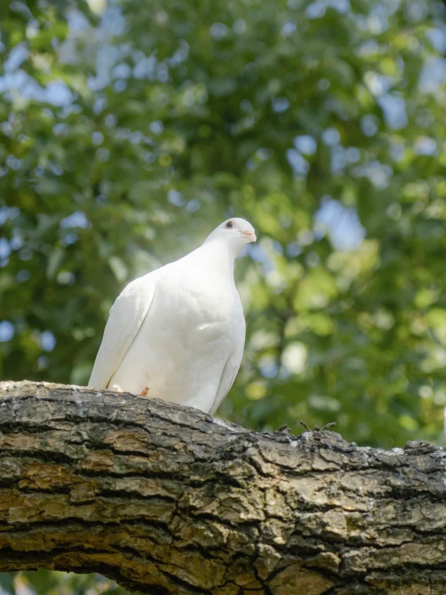 yy9641203836147's tweet image. Walking into spring, painting the world lime green.
#SpringInEveryStep #Colorwalk