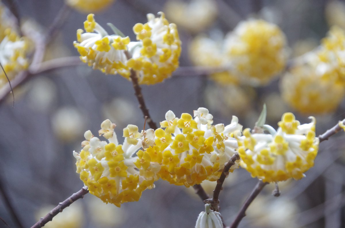 岳(だけぶき)蕗 tweet media