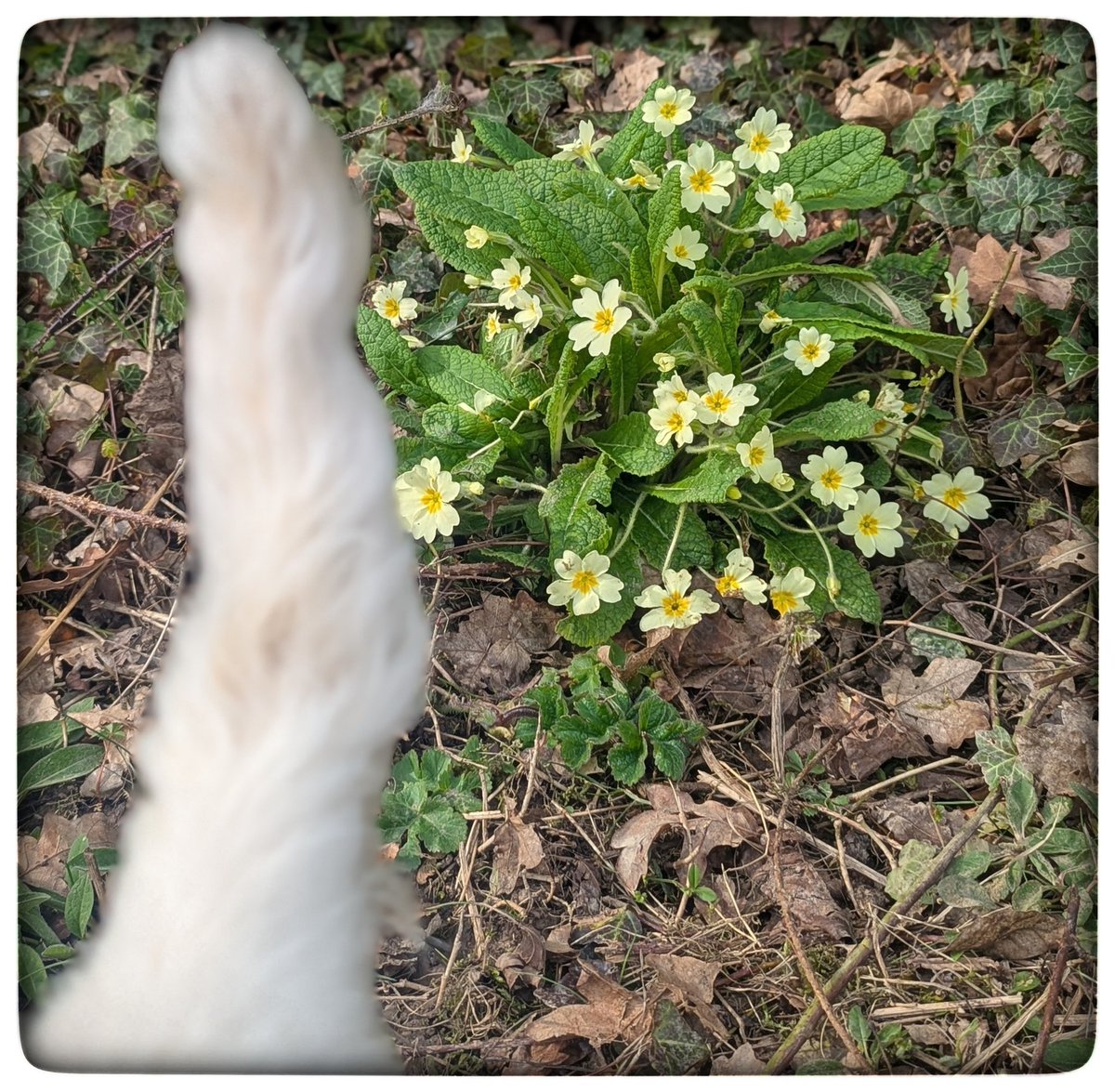 suzanne masters tweet media