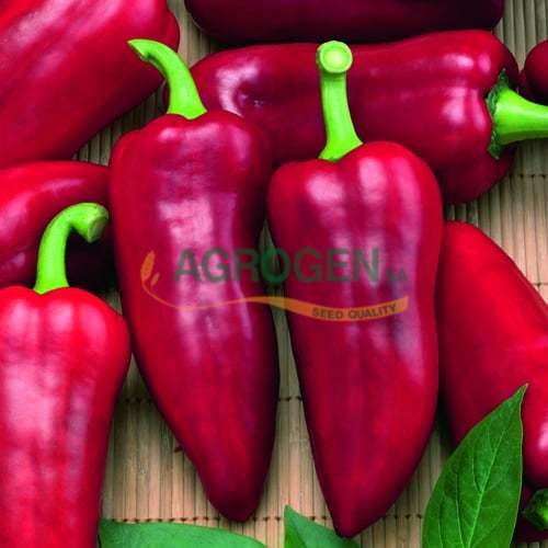 AgrogenSA's tweet photo. Σπόροι Πιπεριάς από την Agrogen - https://t.co/pcSzwgtRBj https://t.co/H95AH0xXPD