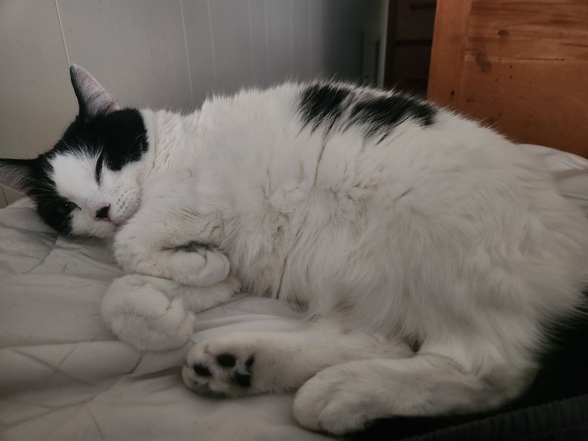 NyapoleonaVT tweet media