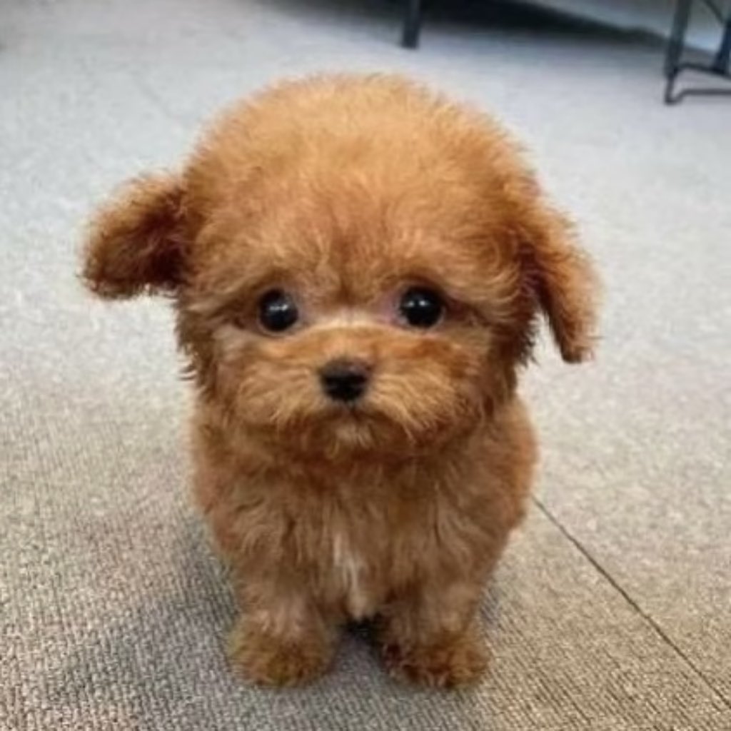 삼점수 tweet media