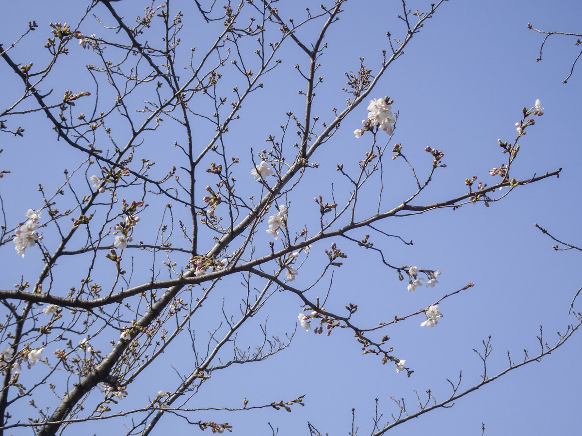 集まれ！隅田川 tweet media