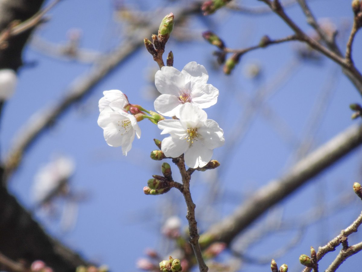 集まれ！隅田川 tweet media