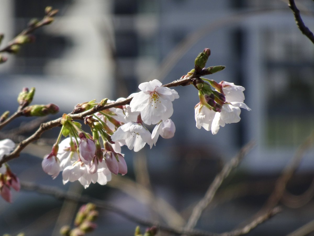 集まれ！隅田川 tweet media