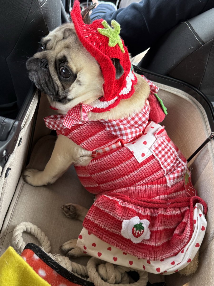 パグのもろみ tweet media