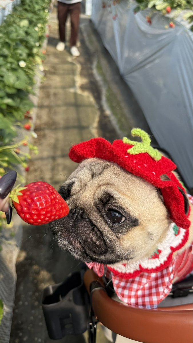 パグのもろみ tweet media