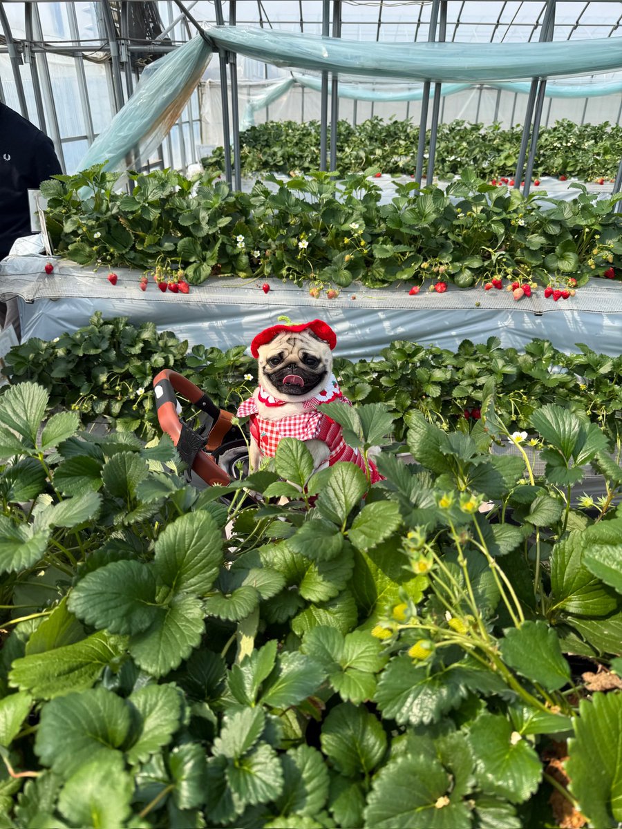 パグのもろみ tweet media