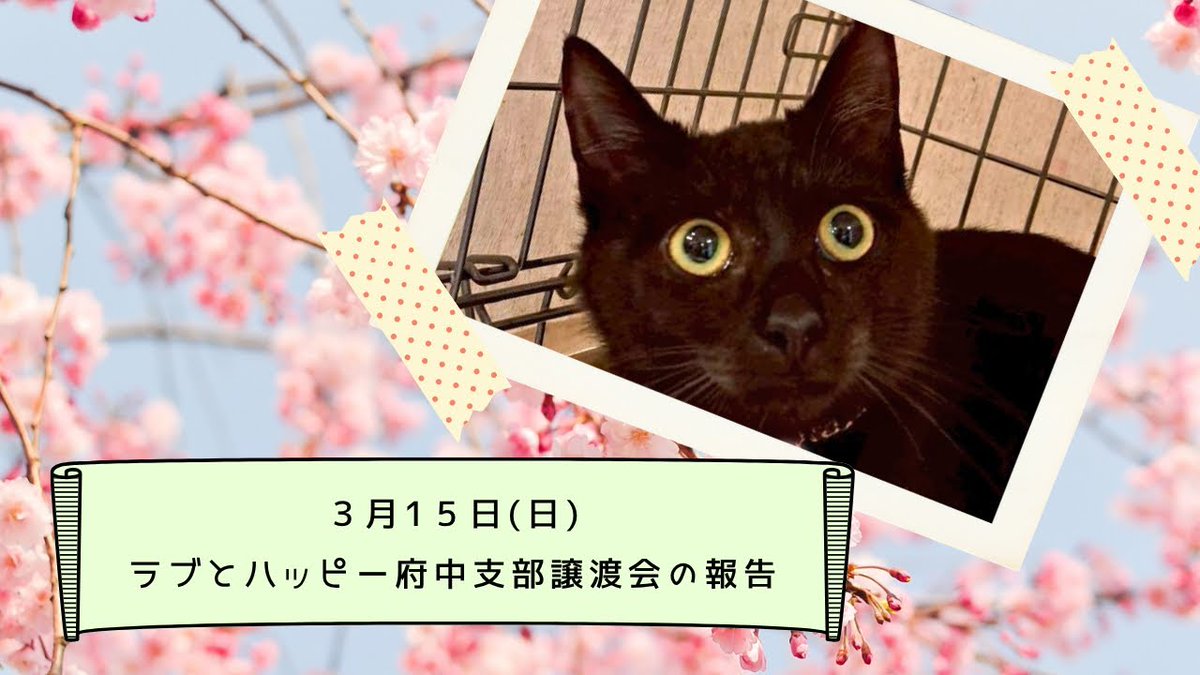 ? 3月15日 譲渡会ありがとうございました ?✨ 4匹の猫さんに、ずっと 