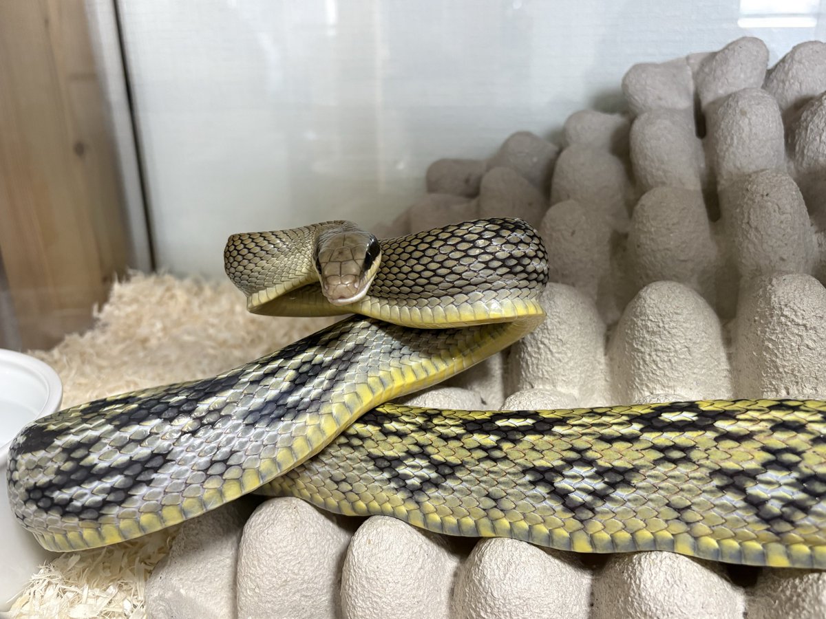 AF_SoRA@ルート tweet media