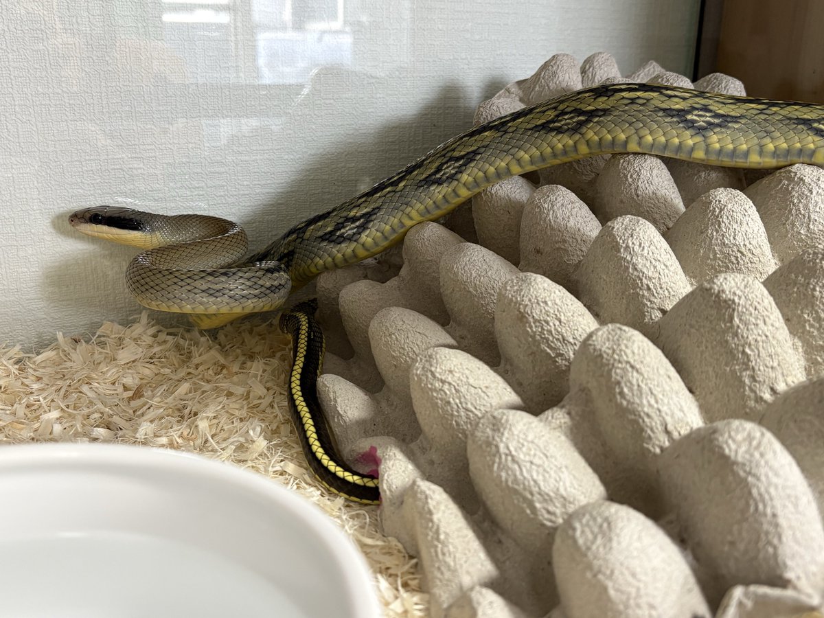 AF_SoRA@ルート tweet media