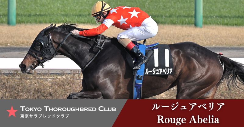 【公式】東京サラブレッドクラブ tweet media