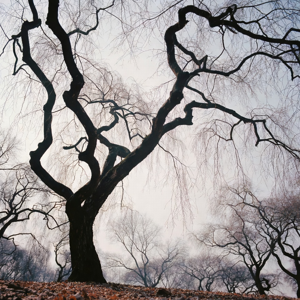 Dijo una vez el maestro japonés Musashi Miyamoto: “Observa los cerezos en invierno; despojados de sus flores, permanecen firmes, aguardando la primavera. Así, en tiempos de pérdida, mantente erguido, pues la renovación siempre llega.”
