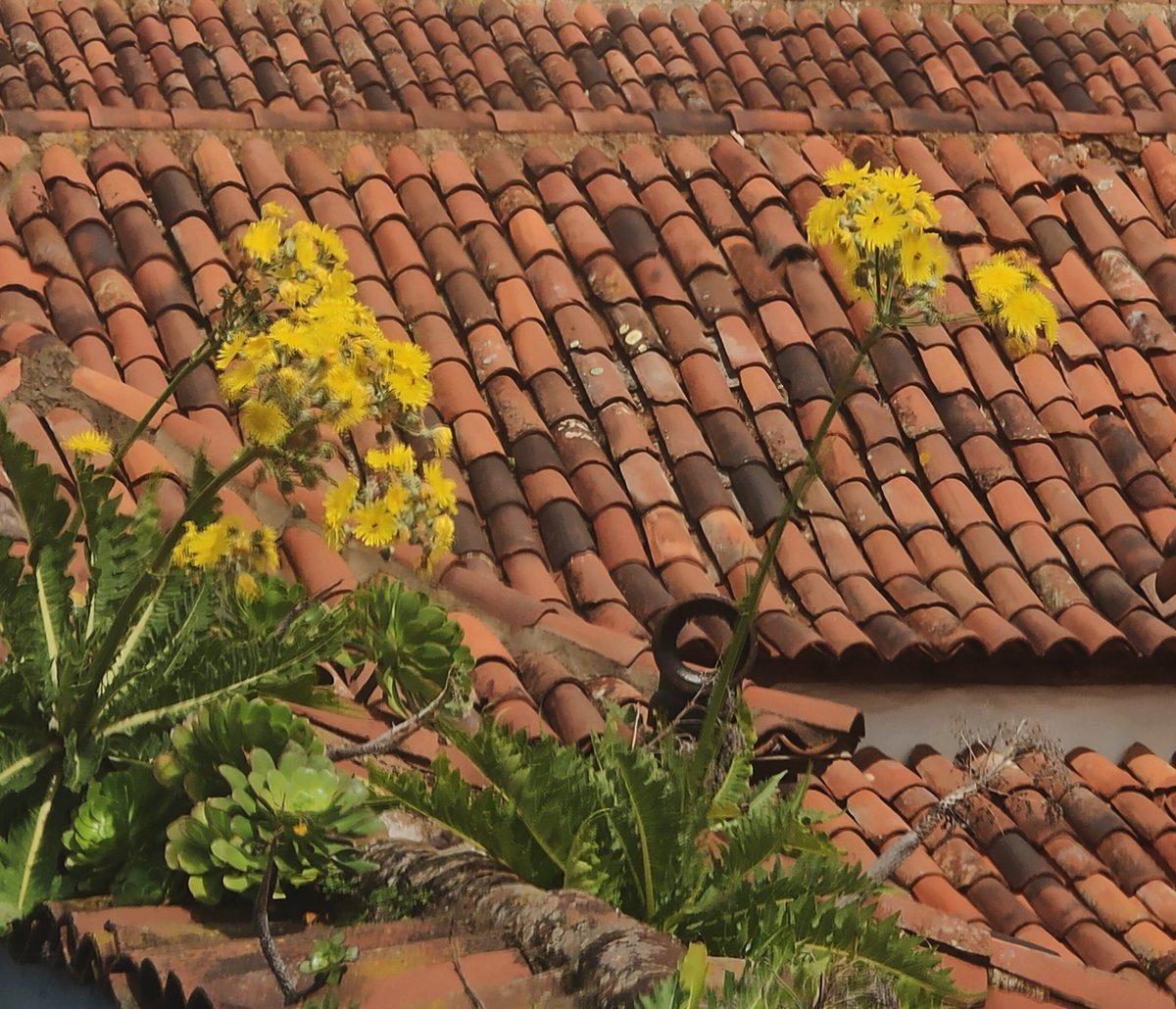 Teidagua tweet media