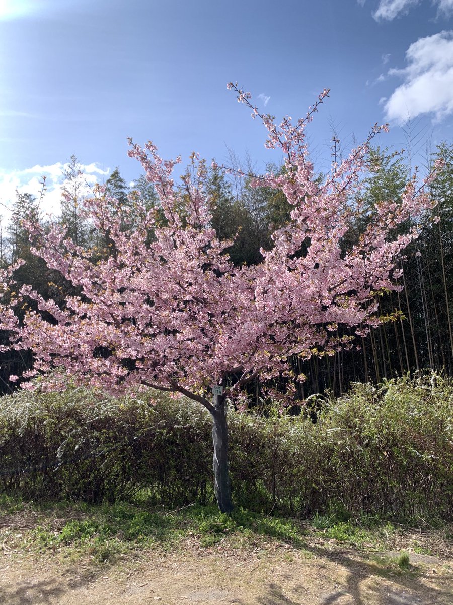 unionsocks's tweet photo. 大阪の河津桜🌸綺麗でした！写真は1週間前🌸大阪寺ヶ池近く
#桜　#河津桜　#大阪　#千代田駅 https://t.co/3bdLMly5Hg