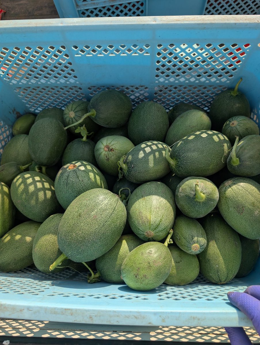 リーゼント農家キノ tweet media