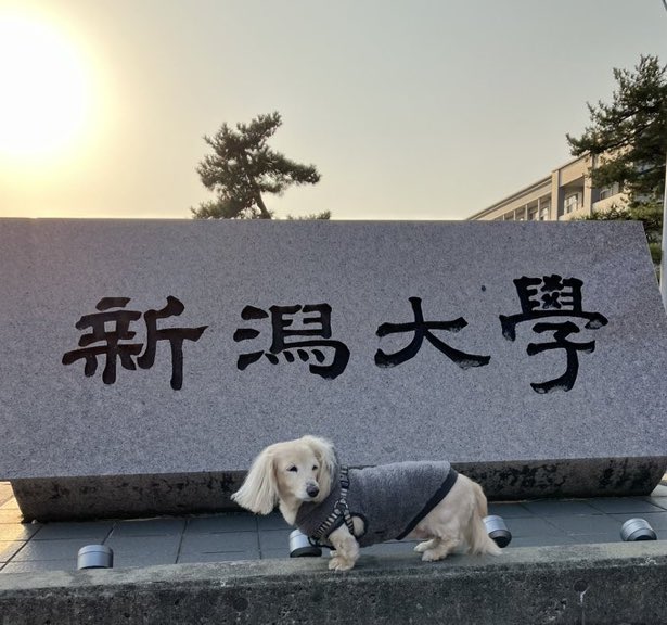 shallowm97's tweet photo. 新潟大学を　卒業された皆さん
おめでとうございます。　🎉🎉

在学中は　シャロームに
ご来店頂きありがとうございました。　😆

新潟に　遊びに来た時には
是非　元気な顔をみせてください❗️

㊗️卒業㊗️
#新潟大学　#新大  #新潟大学前美容室 
#美容室シャローム  #看板犬 https://t.co/h1Ua7czIcv