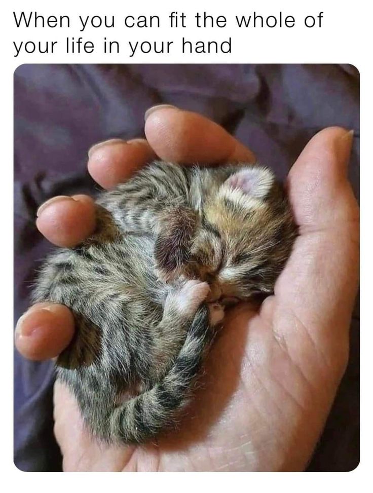 Posts Of Kittens🐾 tweet media