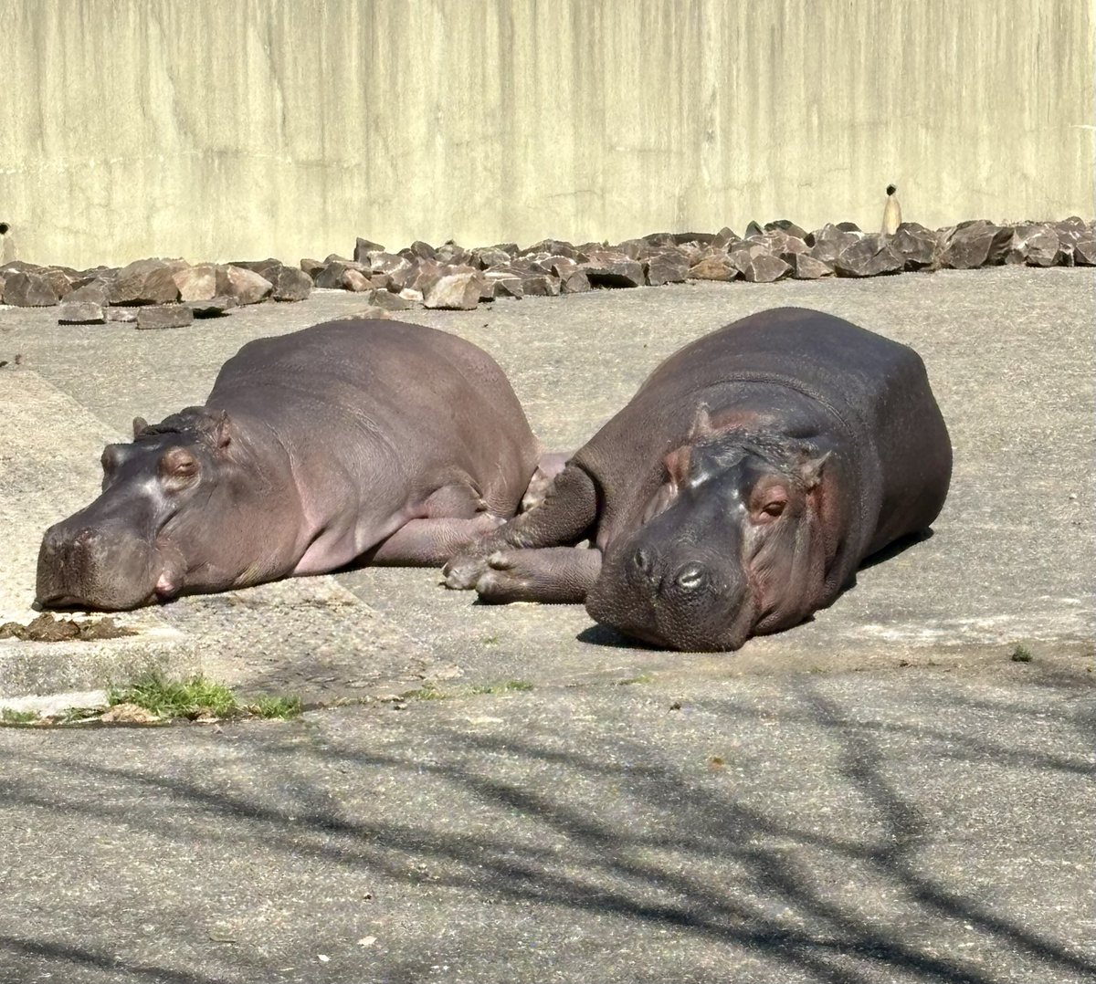 じもにゃんん tweet media