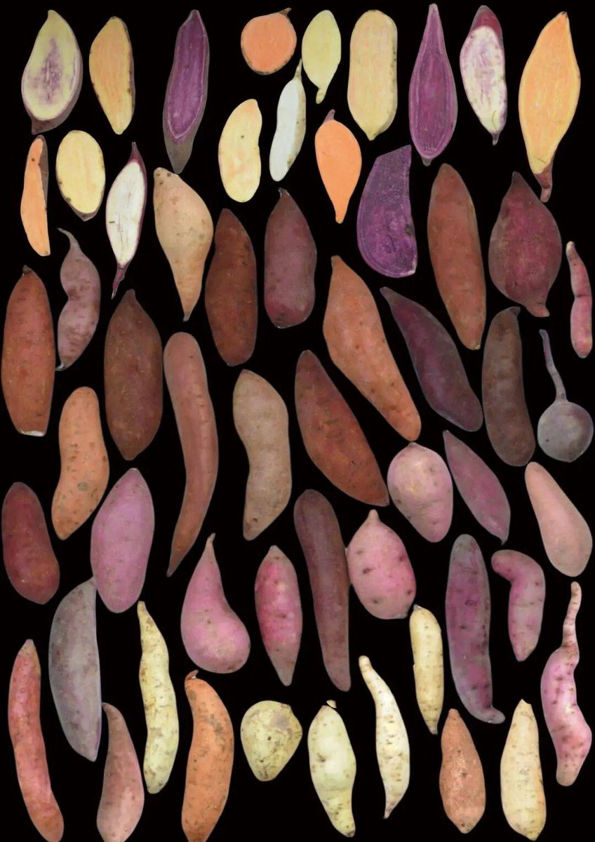 Luis Tiago tweet media