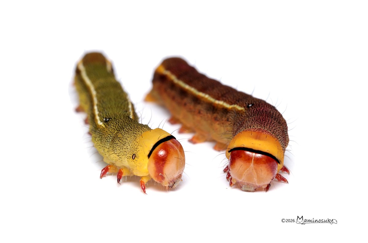 芋活.com【公式】 tweet media