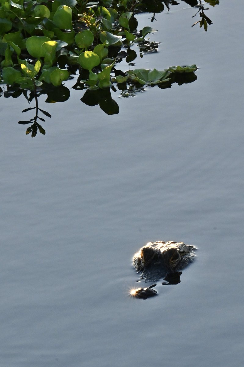 PicturesByLily tweet media