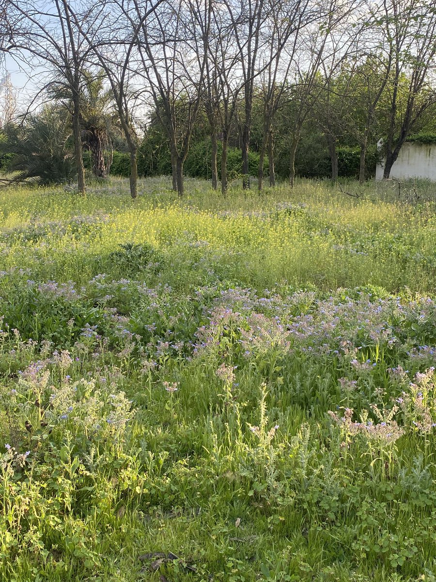 En algunas zonas del <a href="/ParqueAlamillo/">Parque del Alamillo</a> podemos ver cómo serían las praderas de herbáceas en la ciudad de #Sevilla si el <a href="/Ayto_Sevilla/">Ayuntamiento de Sevilla</a> no las machacara con las desbrozadoras. Unos ecosistemas bellos y muy vivos con polinizadores y aves. Salud para todas.