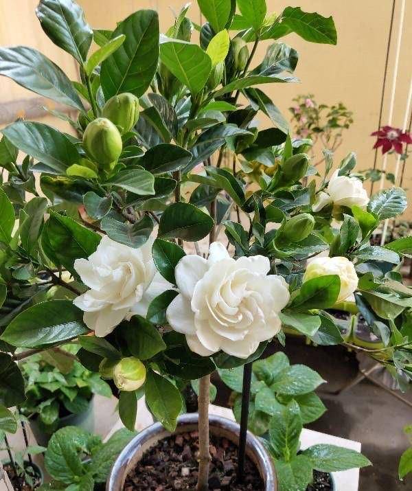 Jonathan Williams  tweet media