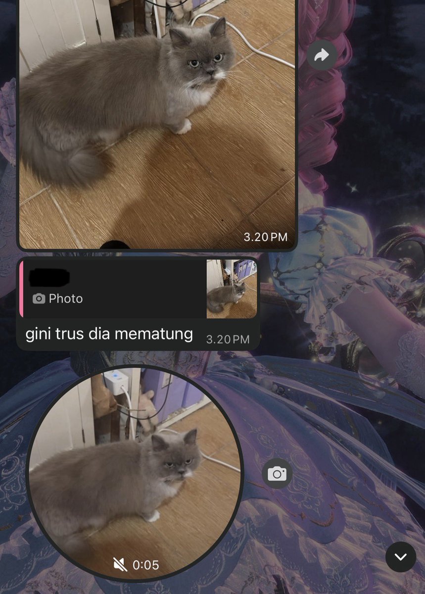 Soya 🐱 Soju 💛 Somi 🤎 tweet media