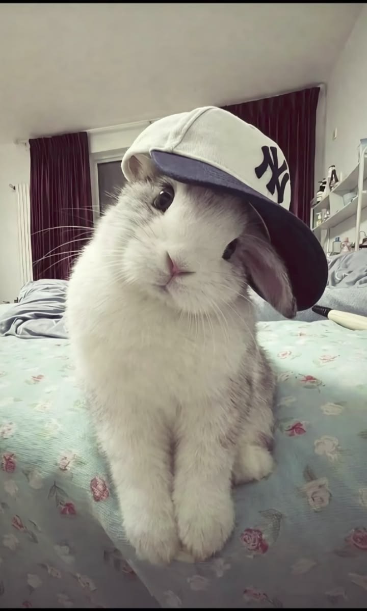 thepopularanimals tweet media