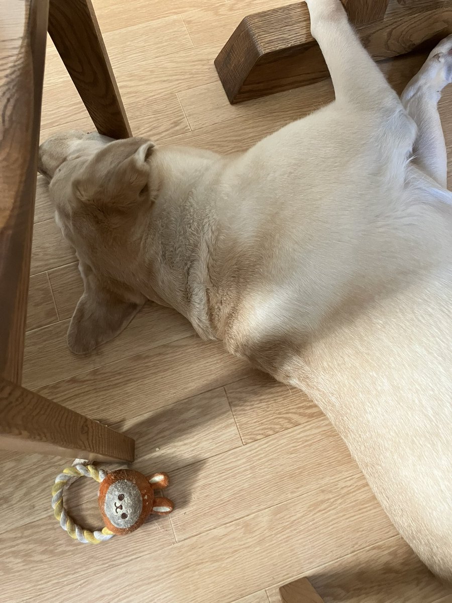 てん☆どん　エリーちゃん tweet media