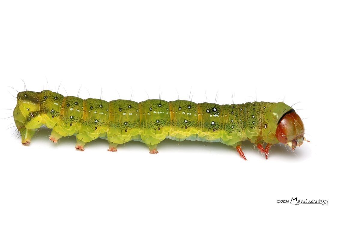 芋活.com【公式】 tweet media