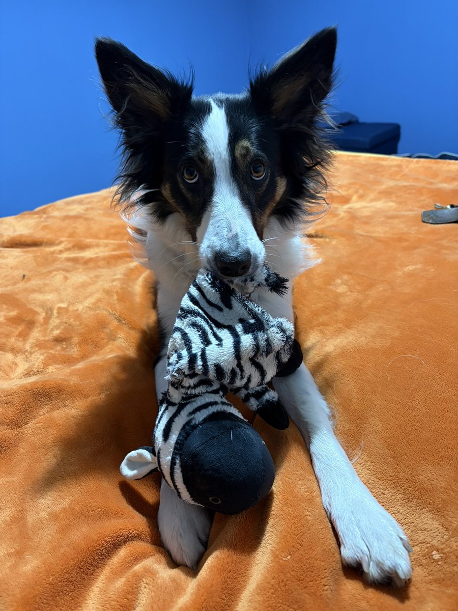 Puppy Bess and Auntie Kes tweet media