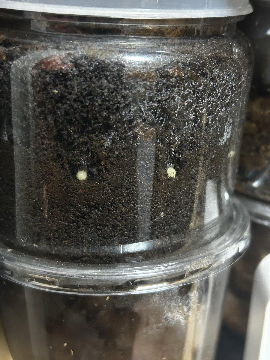 遠藤哲哉 tetsuya endo tweet media