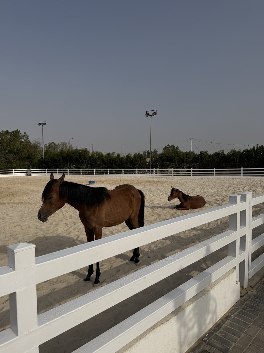 Abdulaziz tweet media