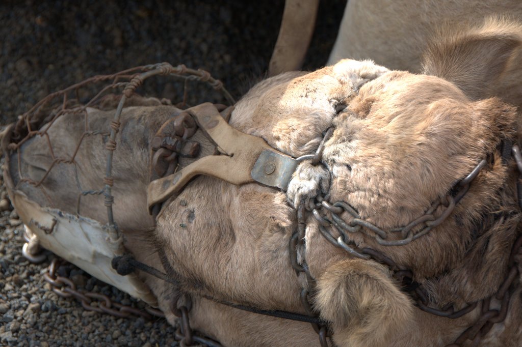 Esta es la imagen que ofrece Canarias al turismo nacional e internacional: Cadenas prácticamente incrustadas en la cabeza...

⬇️FIRMA PARA ACABAR CON ESTO⬇️
change.org/canariancamels
change.org/canariancamels
