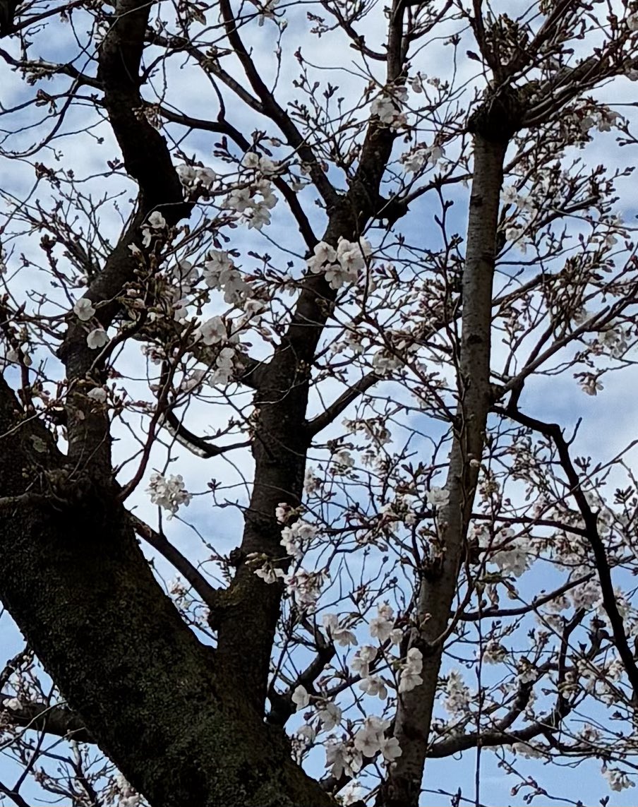 ブチャ tweet media