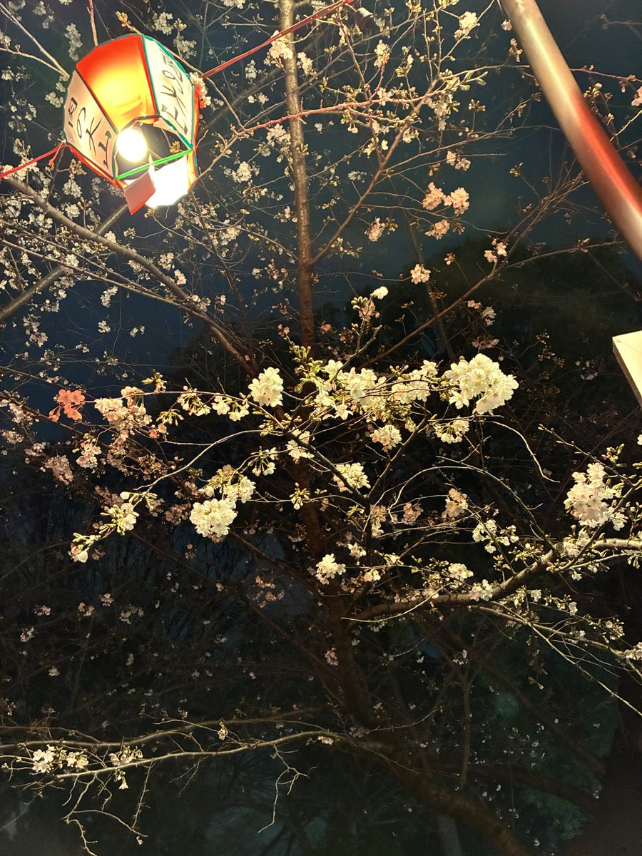 ブチャ tweet media