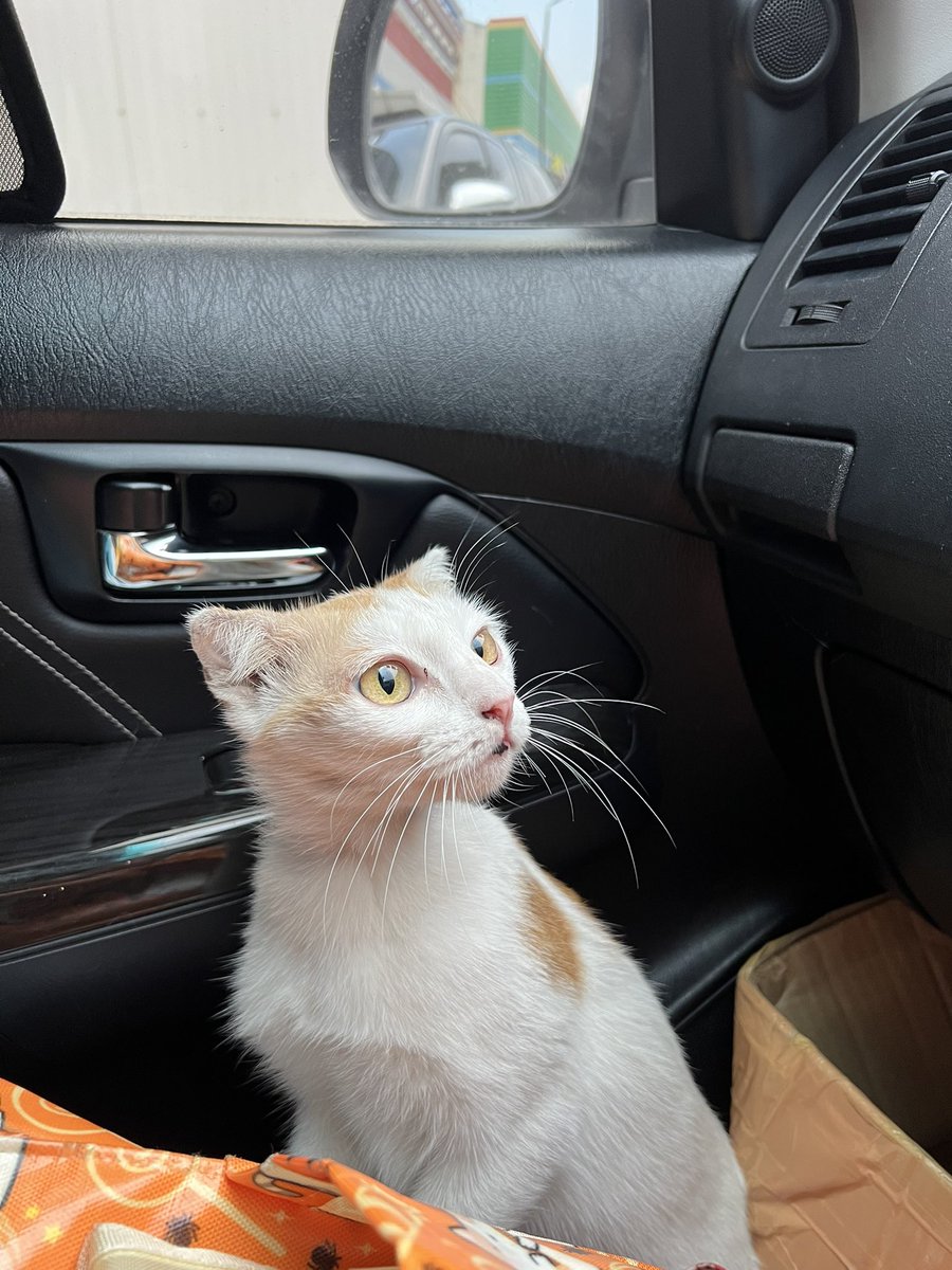 バラ Bara🌹 tweet media