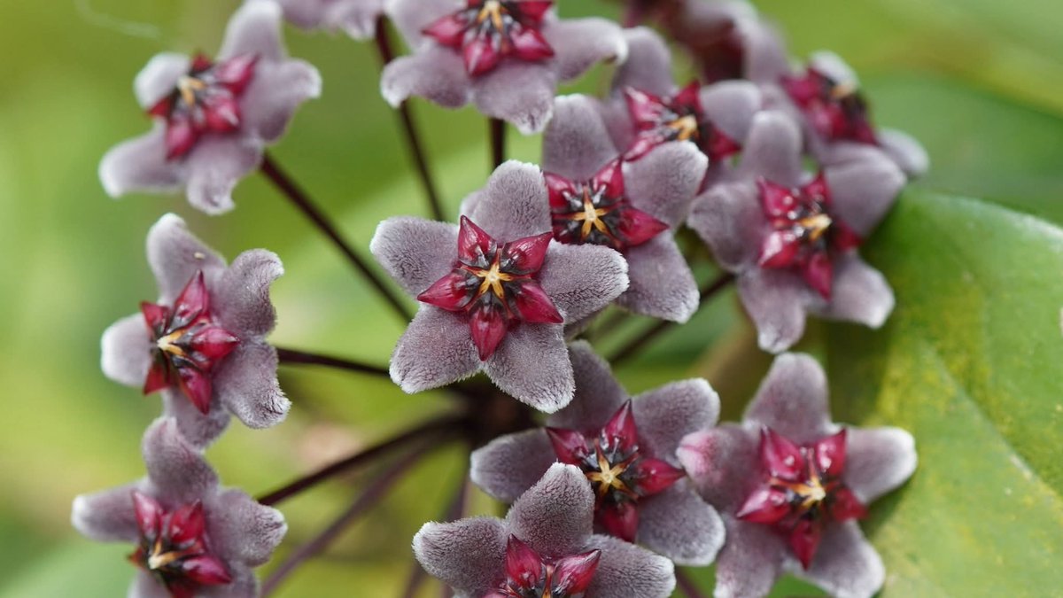 องค์การสวนพฤกษศาสตร์ tweet media