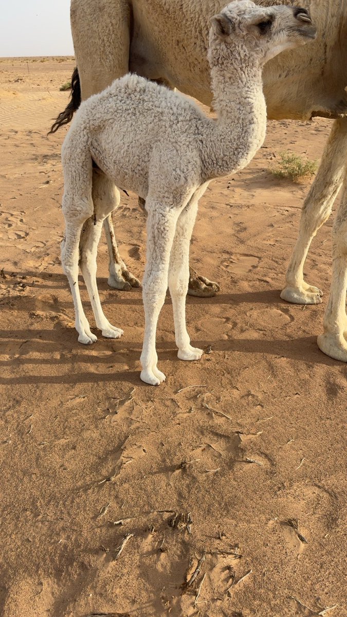 الصارم tweet media