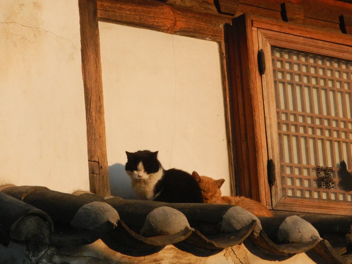 새파란 tweet media