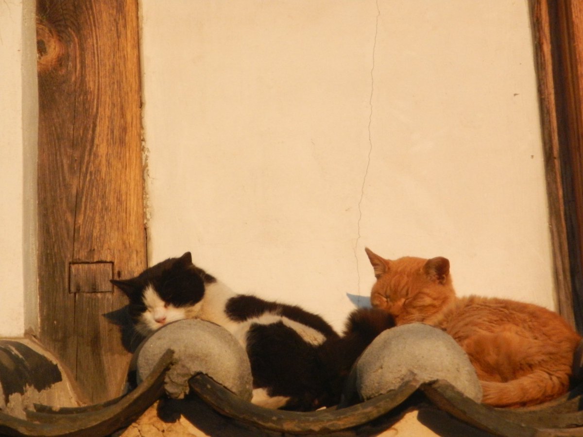 새파란 tweet media